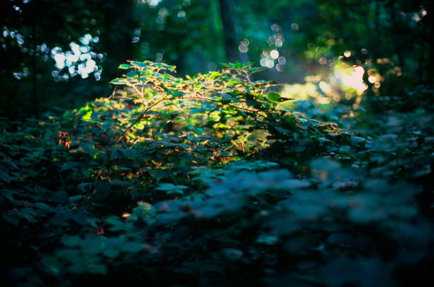 istock Vegetation on Mount Serra, Tuscany, Italy. Backlight. Bokeh 929672594