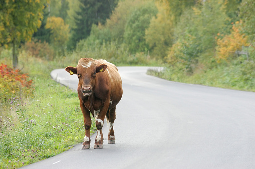 Milking cow walking along a road alone
