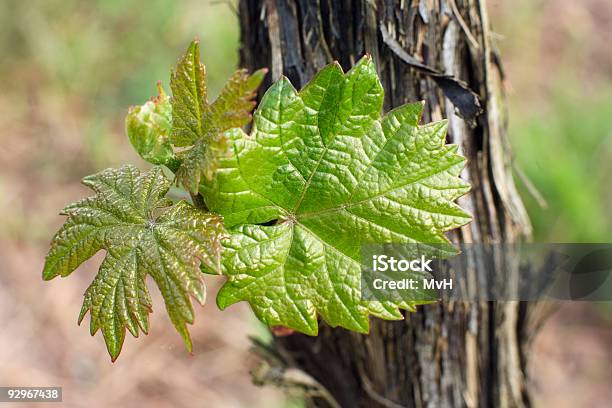 Hojas De Vid Foto de stock y más banco de imágenes de Agricultura - Agricultura, Aire libre, Alemania