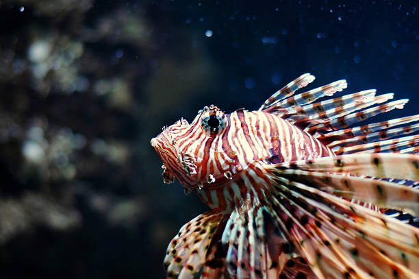 istock Closeup of Lion fish 92967508