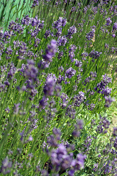 istock Field of lavender 92967534