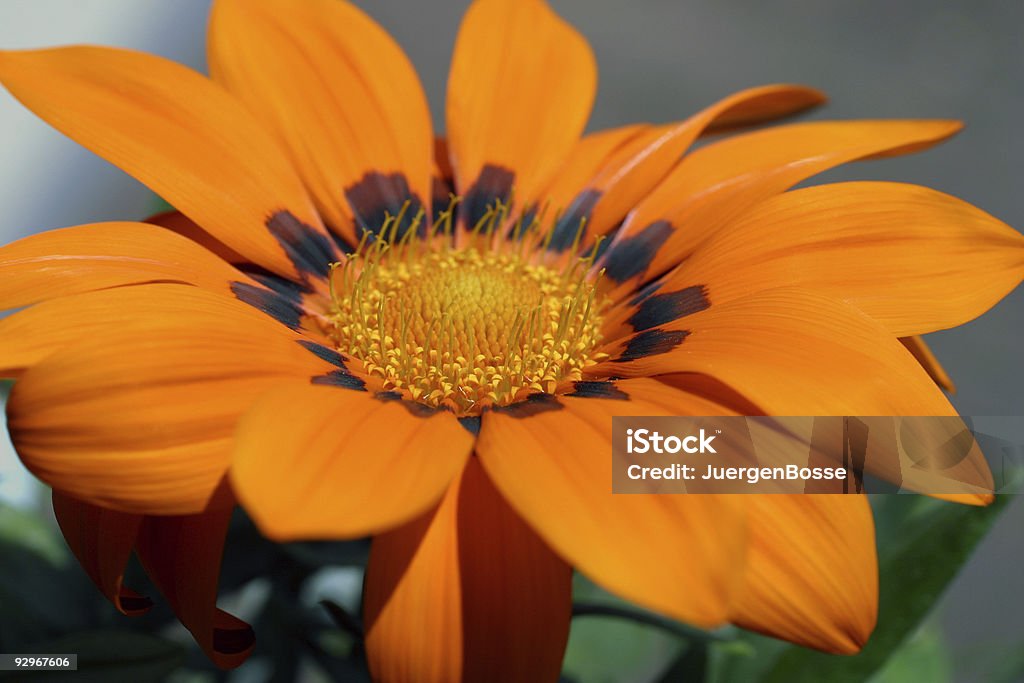 Daisy Nahaufnahme - Lizenzfrei Baumblüte Stock-Foto