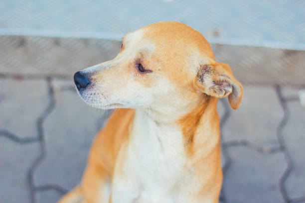 istock yellow dog outdoor. 929677334