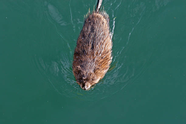 Topo muschiato Torpedo - foto stock