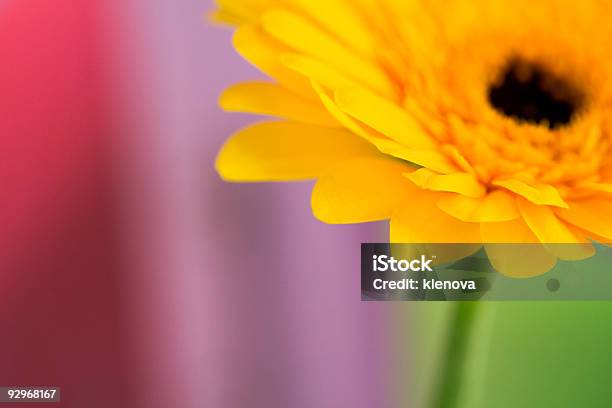 Gerbera Stockfoto und mehr Bilder von Besonderes Lebensereignis - Besonderes Lebensereignis, Blume, Blüte