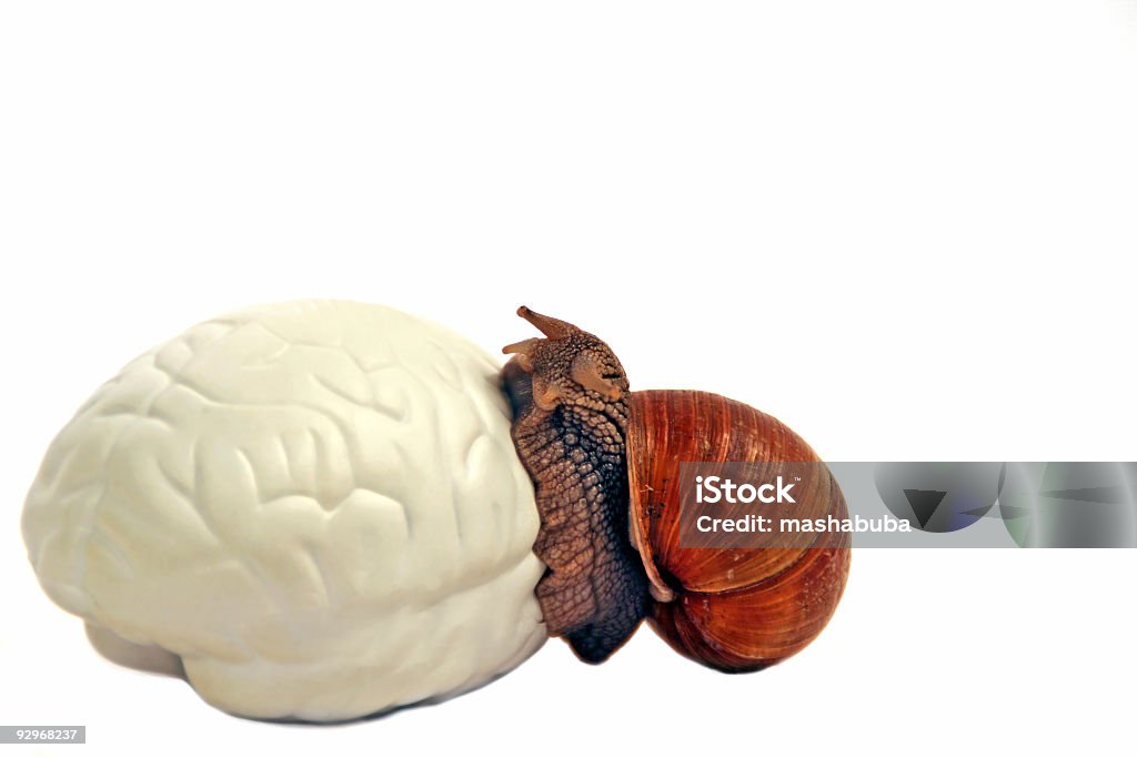 Think more quickly  Anatomy Stock Photo