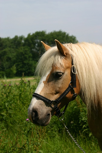 A portrait of an Austrian haflinger pony, wearing a show halter set with small crystals