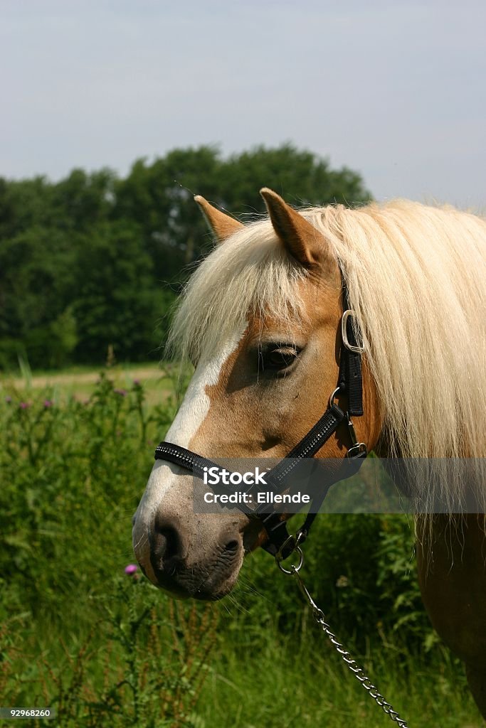 kopen verjaardag Civic Haflinger Horse Portrait Stock Photo - Download Image Now - Agricultural  Field, Alertness, Animal - iStock