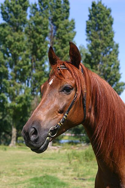 istock Arabian horse portrait 92968262