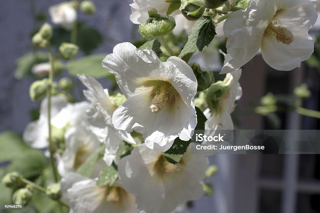 White Malve - Lizenzfrei Blume Stock-Foto