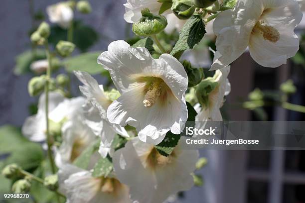White Malve Stockfoto und mehr Bilder von Blume - Blume, Korona, Baumblüte