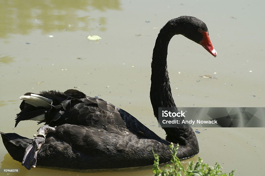 Cigno nero 1 - Foto stock royalty-free di Accudire