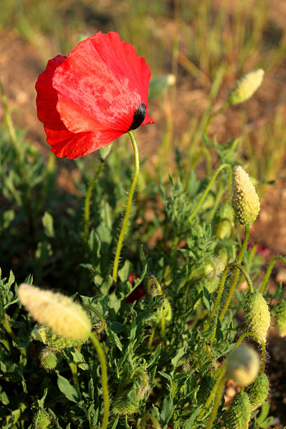 rojo amapola - poppy oriental poppy plant spring fotografías e imágenes de stock