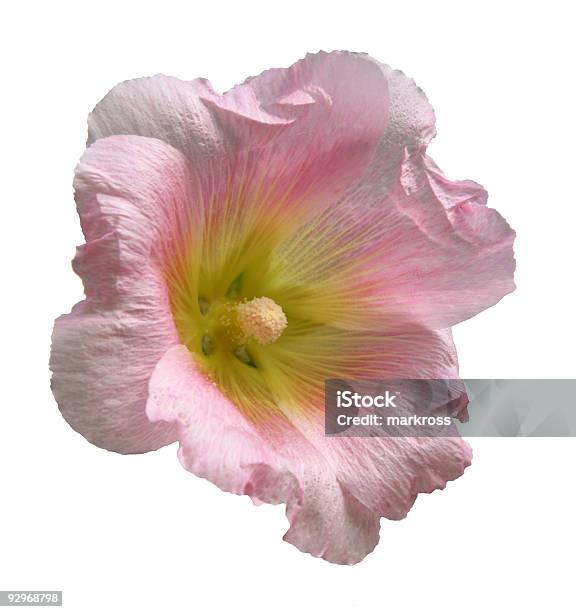 Isolation Of A Pink Hollyhock Flower Stock Photo - Download Image Now - Color Image, Flower, Flower Head