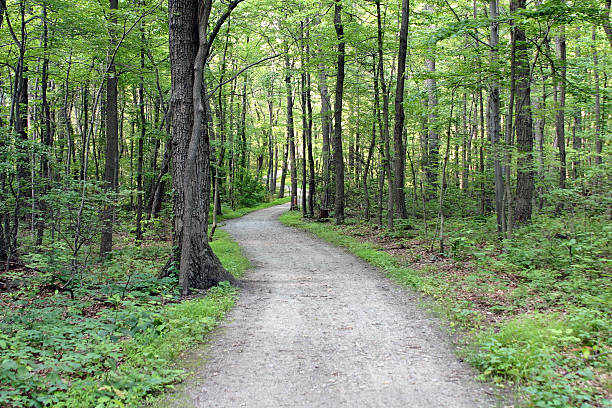 Cтоковое фото Forest Pathway