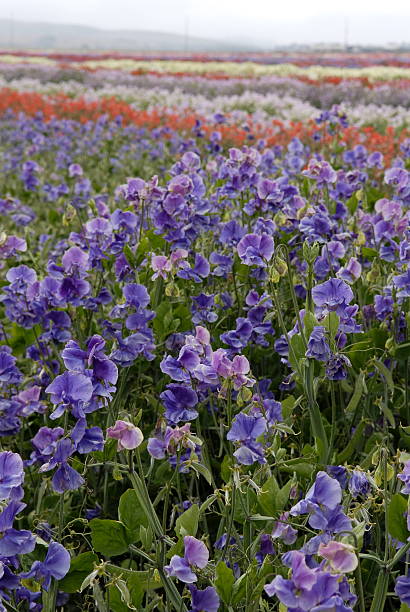 Campo di fiori di pisello colorati dolci - foto stock