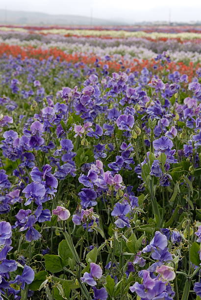 Cтоковое фото Поле Яркие цветы Sweet Pea