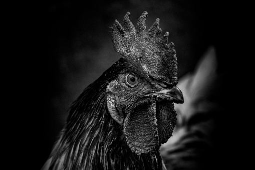 Close up of a rooster in black and white