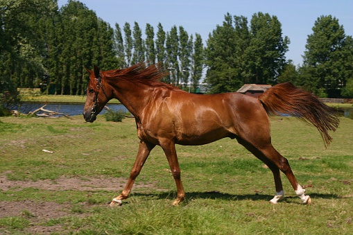A portrait of a chestnut arabian horse, galopping in a green field