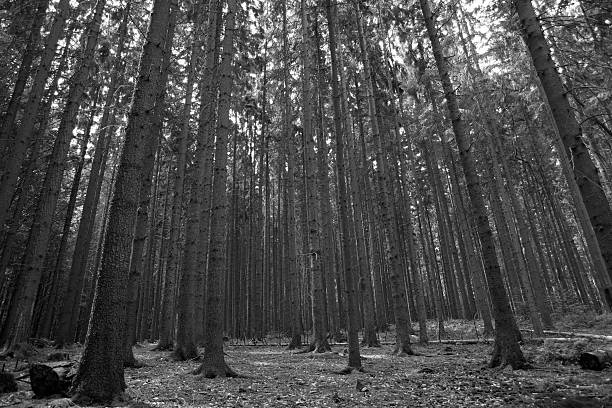istock Black and white wood scene 92969278