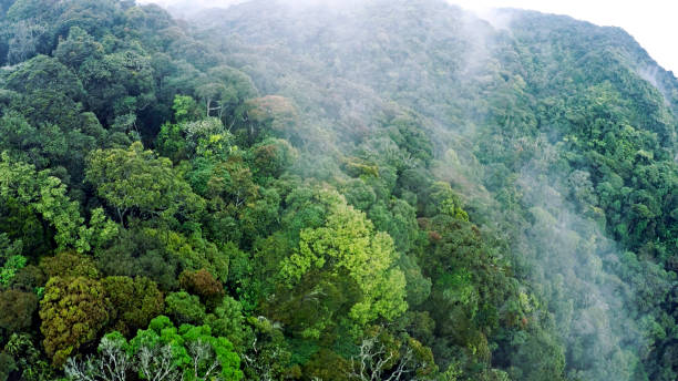 istock Misty rainforest, aerial view flying through the clouds 929693276