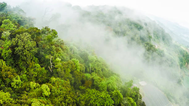 istock Misty rainforest, aerial view flying through the clouds 929693394