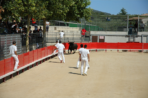 Team of competitors in a bull race.(One gone, five more to go!) Traditional game/sport in and around Camargue region of Southern France. No harm whatsoever done to bull. Goal is to remove ribbons/flowers/strings from bull's horns & then run faster than the bull.Sign on door reads:\
