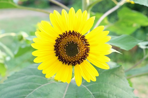 closeup sunflower in the garden