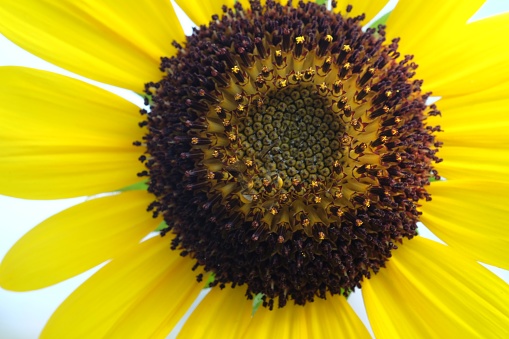 closeup sunflower background