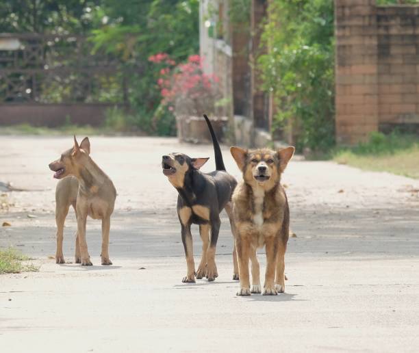 3 匹の犬が見知らぬ人に吠える - coat concepts danger anger ストックフォトと画像