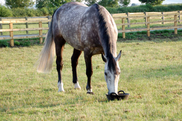 chestnut horse grazing in the countryside