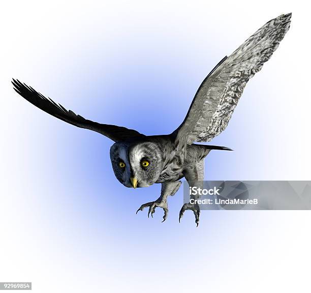 Great Gray Owl Stock Photo - Download Image Now - Animal Wing, Animals Hunting, Bird