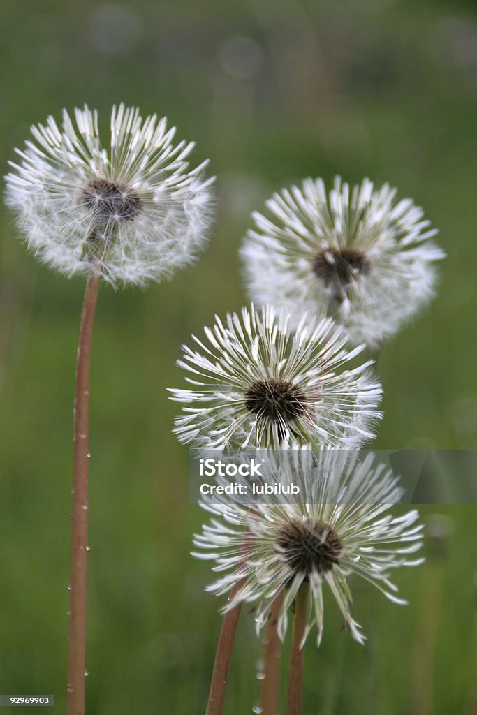 Весна квартет - 4 dandelions мячи из бисера - Стоковые фото Без людей роялти-фри