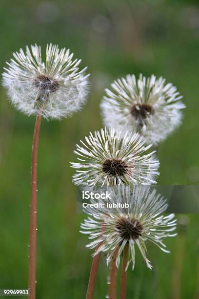 Весна Квартет 4 Dandelions Мячи Из Бисера — стоковые фотографии и другие картинки Без людей - Без людей, Белый, Вертикальный