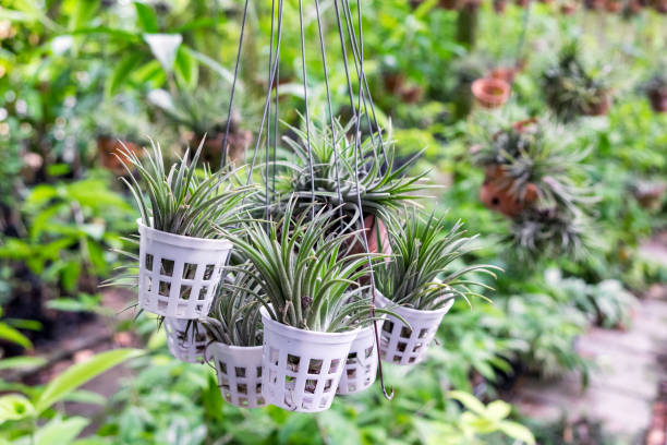 Tillandsia plant holding Tillandsia plant holding in garden air plant photos stock pictures, royalty-free photos & images