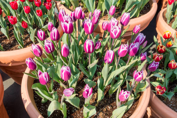 group pink tulip flower in vase - tulip vase flower spring imagens e fotografias de stock