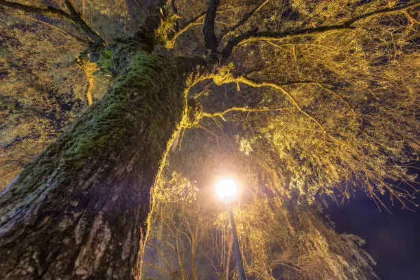 Photo of Big willow tree branch with light bulb shine