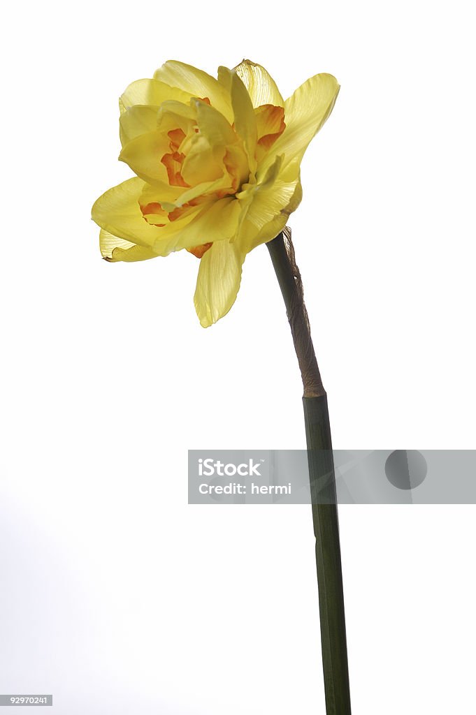 Gelbe jonquil - Lizenzfrei April Stock-Foto