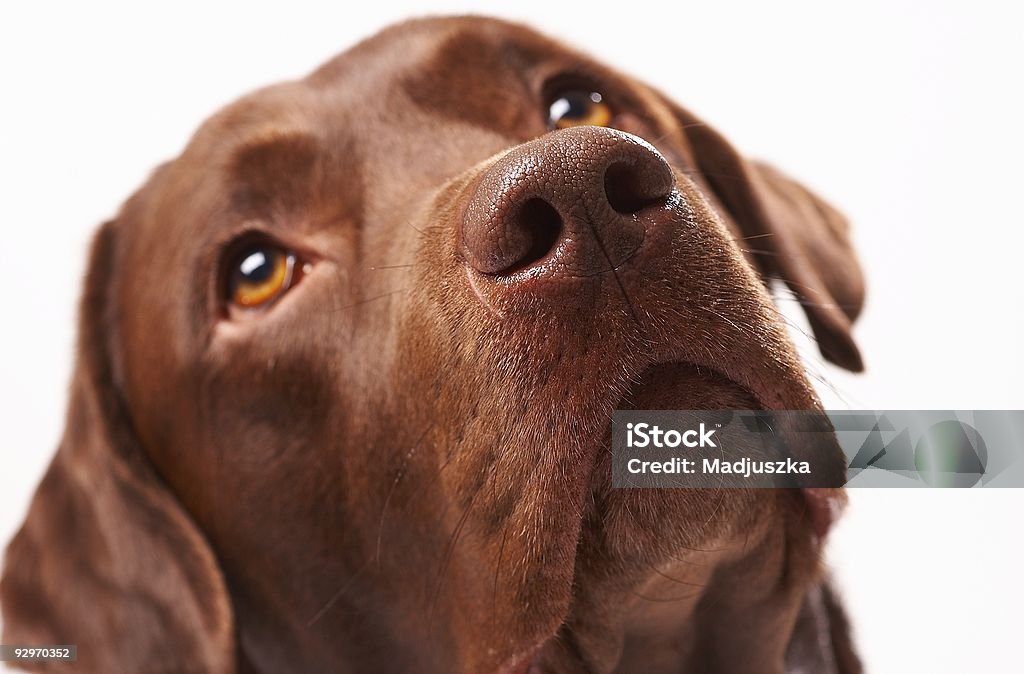 dog 7  Chocolate Labrador Stock Photo