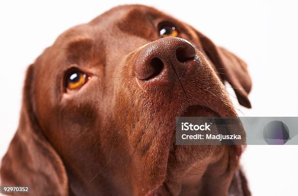 Dog 7 Stock Photo - Download Image Now - Chocolate Labrador, Sadness, Animal