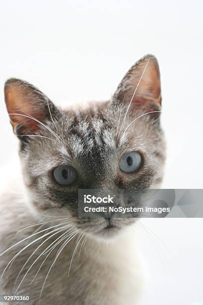 Ghost Cat Stock Photo - Download Image Now - Animal, Black Color, Color Image
