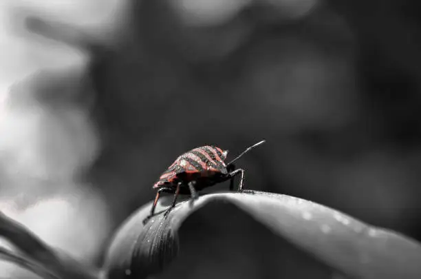 colorkey macro shot of a red firebug