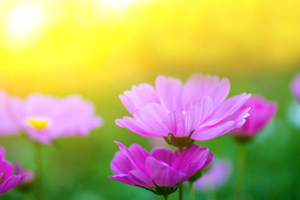 istock Beautiful landscape flowers purple at sunset on summer 929708792