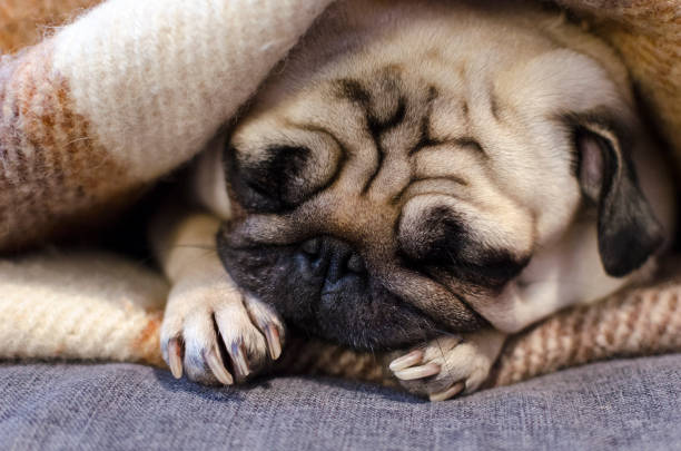 istock cute small dog breed pug sleeping on the sofa wrapped in blanket 929719142