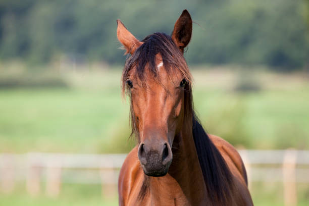 istock Horse looks to the camera 929719158