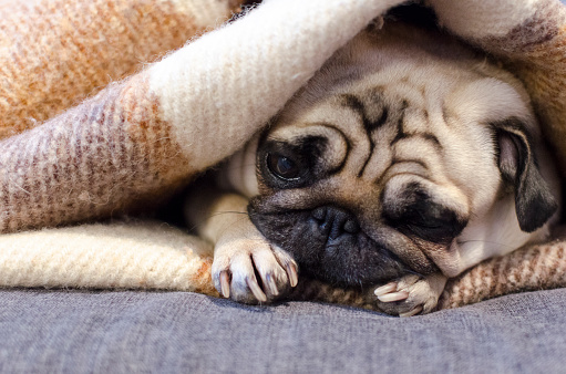 cute small dog breed pug sleeping on the sofa wrapped in blanket