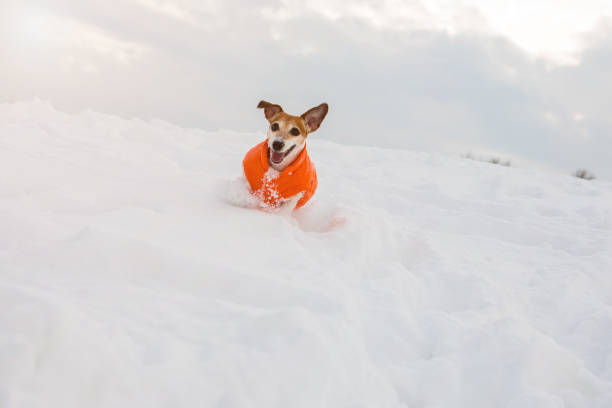istock Happy active pup rinning in snow 929719638