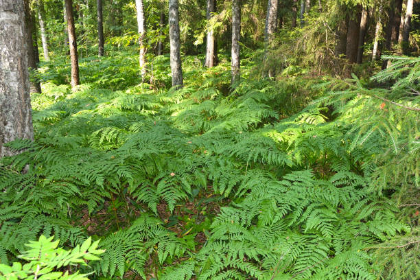 istock Fern thickets in the shade of the forest 929719648