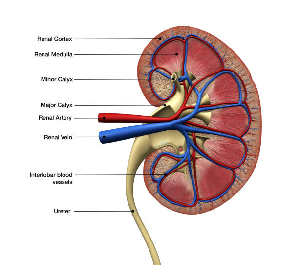 Kidney Anatomy Labeled, Cross Section View on White Computer generated image of kidney cross section showing the kidney interior with renal arteries and veins, with anatomy labels on a white background. ureter stock pictures, royalty-free photos & images