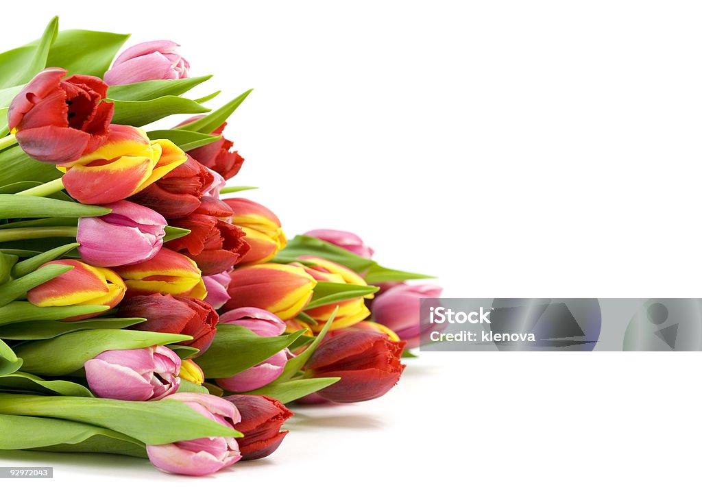 bouquet of the fresh tulips  Arrangement Stock Photo